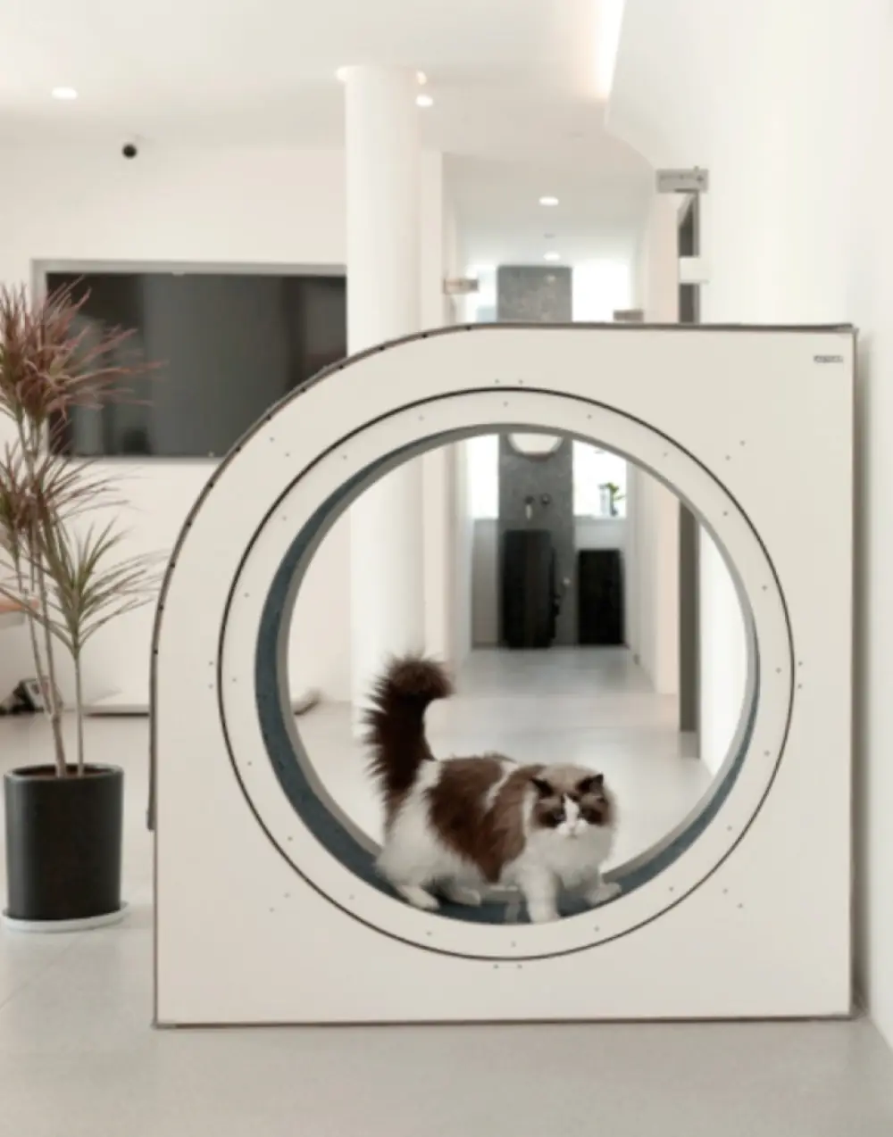 Cat Treadmill