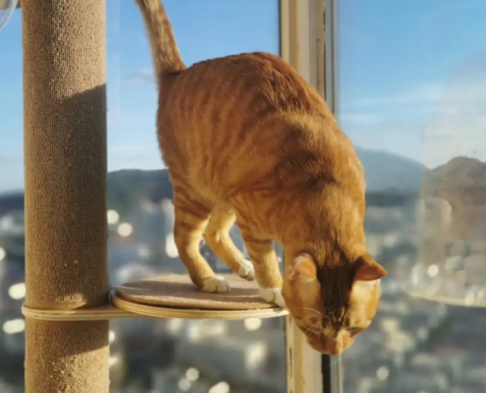Floor-to-Ceiling Cat Tree product detail