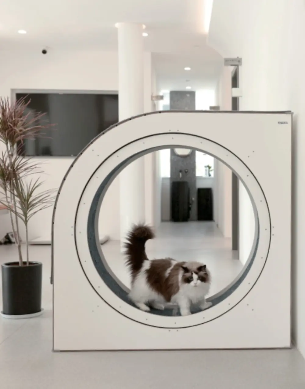 Cat Treadmill