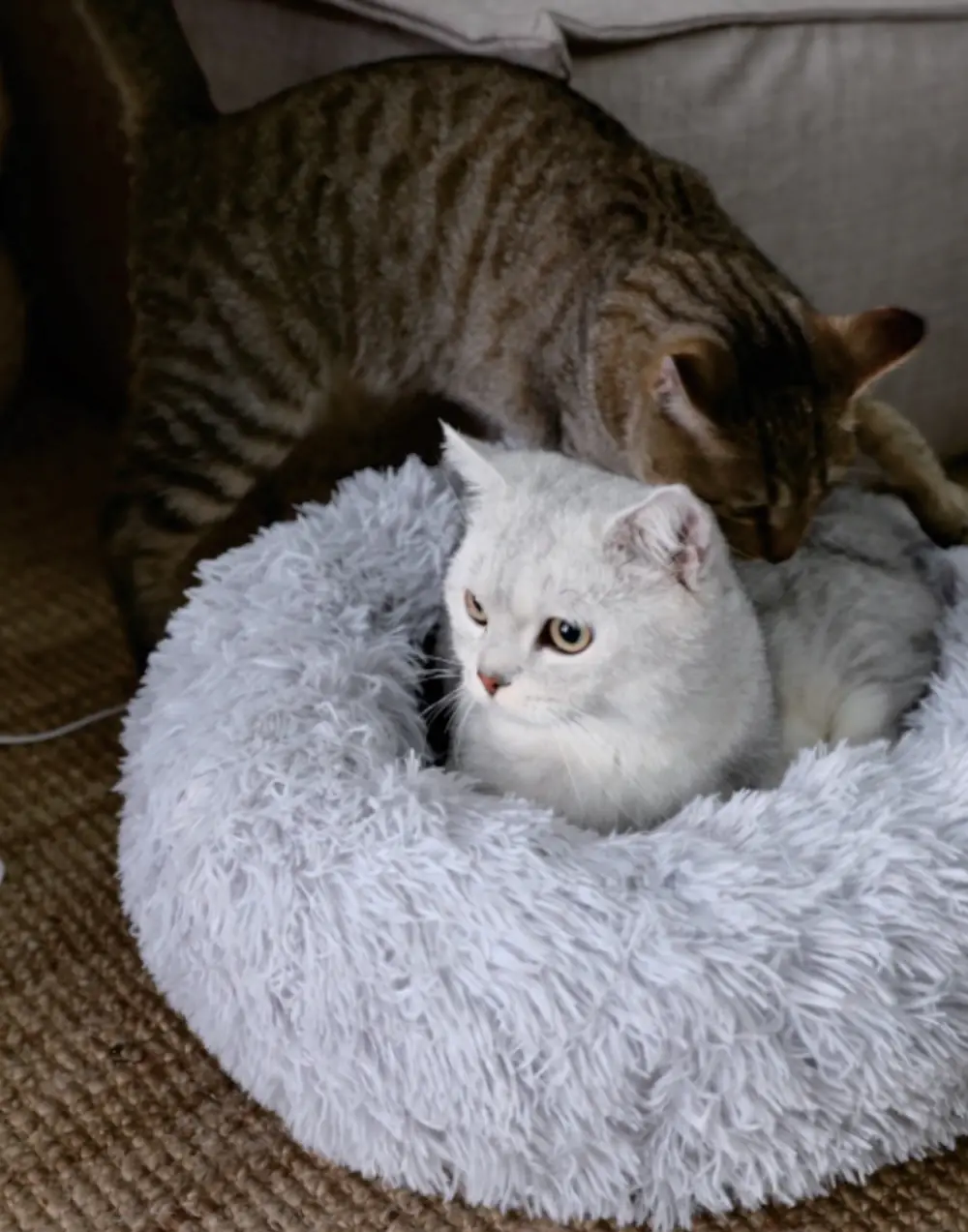 Thermostatic Cat Nest