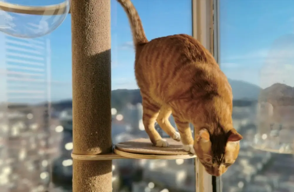 Top-Relying Cat Tree product detail